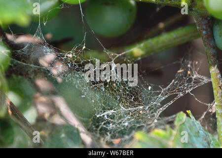 Spinnennetz auf Rebsorten, Garten Spinnennetz Stockfoto