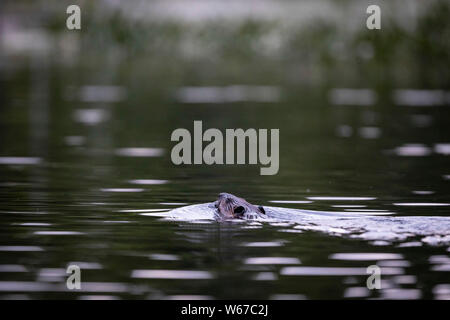MAYNOOTH, ONTARIO, KANADA - Juli 21, 2019: Ein nordamerikanischer Biber (Castor Canadensis) Schwimmen in einem See. (Ryan Carter) Stockfoto