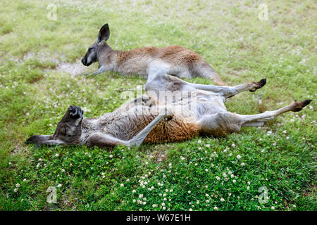 Schließen Sie zwei kängurus entspannend, die auf dem Gras in der Sonne und schlief auf dem Job Stockfoto