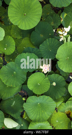 Ein Luftbild von Lotus Blumen in einem Lotus Teich in einem Park in Qingdao, Provinz Shandong, China, 13. Juli 2018. Luftaufnahme auf Juli genommen Stockfoto