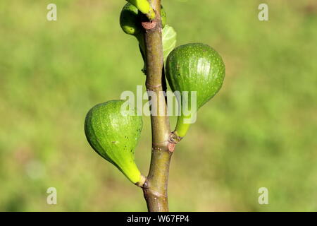 Feigenbaum oder Ficus Carica oder gemeinsamen Abb. einzigen Zweig mit zwei kleinen frischen Feigen ab dem hellgrünen Blätter Hintergrund zu Reifen Stockfoto