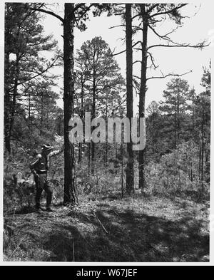 Newberry County, South Carolina. Ein alter Stand von Kiefer auf Erodierten landet nun von Feuer contr geheilt. . .; Umfang und Inhalt: Die Bildunterschrift lautet wie folgt: Newberry County, South Carolina. Ein alter Stand von Kiefer auf Erodierten landet nun von Brand zu kontrollieren, und Baum und andere Pflanzenwachstum geheilt. Boden Mängel, die ein Ergebnis der Erosion verursachen langsames Wachstum und sterben an Kiefern vor Erreichen einer großen Größe. Diese sterben Kiefern sind für das Schneiden von markiert und durch den Wald Service verkauft wurde, um das Holz zu retten, bevor er stirbt. Stockfoto