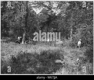 Newberry County, South Carolina. CCC eingetragenen liefern wertvolle Hilfe für Landwirte in Newberry. c. . .; Umfang und Inhalt: Die Bildunterschrift lautet wie folgt: Newberry County, South Carolina. CCC eingetragenen liefern wertvolle Hilfe für Landwirte in Newberry County, South Carolina, in Clearing Low Lands für Weide verwendet werden. Stockfoto