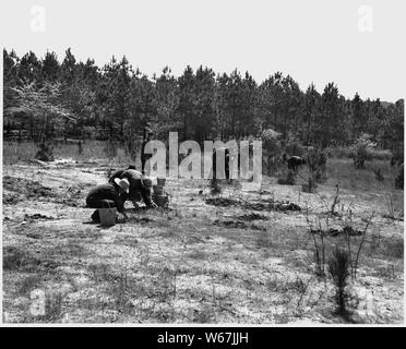 Newberry County, South Carolina. CCC eingetragenen Pflanzungen kiefer Pflanzgut auf dem Bauernhof W. W., Riser, Newber. . .; Umfang und Inhalt: Die Bildunterschrift lautet wie folgt: Newberry County, South Carolina. CCC eingetragenen Pflanzungen kiefer Pflanzgut auf dem Bauernhof W. W., Riser, Newberry County, South Carolina. 215.000 Kiefer Sämlinge wurden durch das CCC Camp in Newberry County in landwirtschaftlichen Betrieben die Zusammenarbeit mit Bodenschutz Gemeinden gepflanzt. Stockfoto