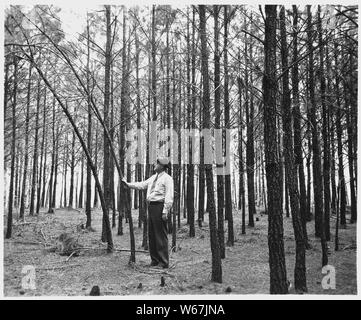 Newberry County, South Carolina. Erosionsschutz. (Keine detaillierte Beschreibung.); Umfang und Inhalt: Die Bildunterschrift lautet wie folgt: Newberry County, South Carolina. Erosionsschutz. (Keine detaillierte Beschreibung gegeben.) Stockfoto