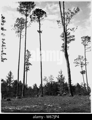 Newberry County, South Carolina. Erosionsschutz. (Keine detaillierte Beschreibung.); Umfang und Inhalt: Die Bildunterschrift lautet wie folgt: Newberry County, South Carolina. Erosionsschutz. (Keine detaillierte Beschreibung gegeben.) Stockfoto