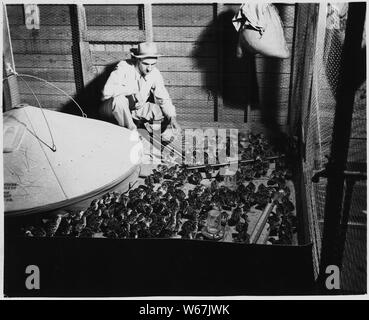 Newberry County, South Carolina. Blick in eines der Zimmer der brutapparat Haus. Alle brüten Ich. . .; Umfang und Inhalt: Die Bildunterschrift lautet wie folgt: Newberry County, South Carolina. Blick in eines der Zimmer der brutapparat Haus. Alle brüten auf Draht Etagen fertig. Der Boden ist mit sackleinen Taschen für die erste Woche abgedeckt. Die Wache im Vordergrund angezeigt wird, für die Zwecke des Haltens poults von sich zu weit von der Brutapparat, bis Sie den Ort der Wärme erfahren. Dies ist das 250 bis 300 Küken Kapazität elektrische Brutapparat. Es gibt 10 solcher Räume in den Brutapparat Haus mit insgesamt Stockfoto