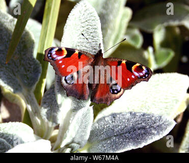 Ein tagpfauenauge aalt sich in der Sonne auf Groombridge Place, Tunbridge Wells, Kent. Stockfoto