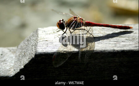 Eine Libelle aalt sich in der Sonne auf Groombridge Place, Tunbridge Wells, Kent. Stockfoto