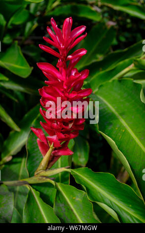 Details aus der Anlage und die Tour an der St. Nicholas Abbey, ein handwerkliches Rum Distillery in das Hochland von Barbados in der Karibik Stockfoto