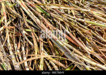 Detail einer geerntet Haufen von Zuckerrohr in St. Nicholas Abbey, ein handwerkliches Rum Distillery in das Hochland von Barbados in der Karibik Stockfoto