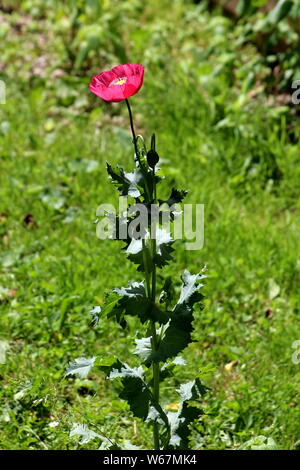 Single hoch Schlafmohn oder Papaver somniferum oder Breadseed poppy jährliche blühende Pflanze mit vollständig geöffneten blühende rote Blume mit Gras umgeben Stockfoto