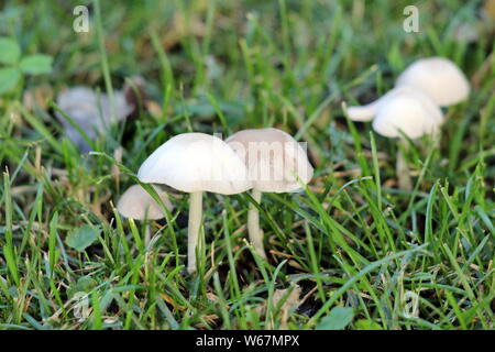 Kleine graue Pilze wachsen in der Familie Haus Garten nach starkem Regen mit hohen ungeschnittenes Gras auf warmen und sonnigen Frühling umgeben Stockfoto
