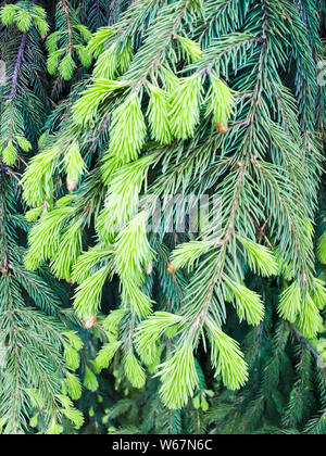 Fichte Äste mit jungen Triebe. Immergrüner Baum. Feder Stockfoto