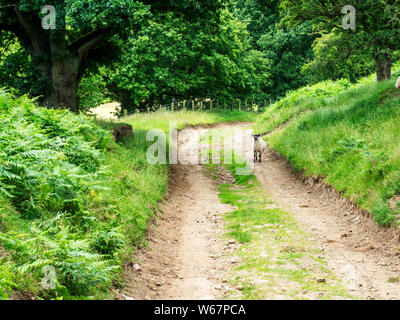 Lamm stehend auf eine Spur in der Nähe von Ramsgill im oberen Nidderdale North Yorkshire England Stockfoto