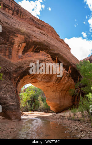 Coyote natürliche Brücke in Coyote Gulch des Grand Staircase Escalante National Monument Stockfoto