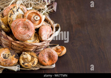 Safran Milch Gap und Red pine Pilze auf einem Holztisch Stockfoto