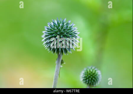 Echinops, Garten in Hamburg, Deutschland Stockfoto