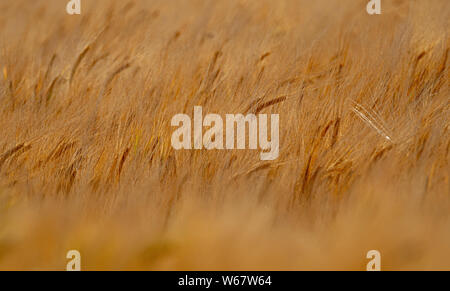 Abstrakte Foto von der Goldenen Gerste Weizen Stockfoto