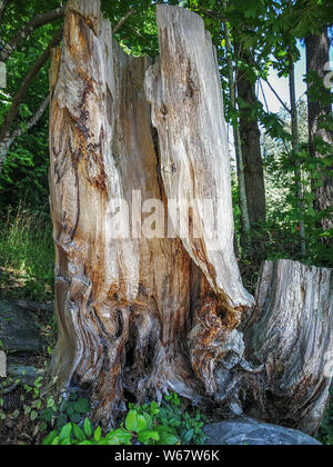 Stainley Park, Vancouver, British Columbia, Kanada Stockfoto