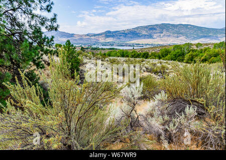 Wüste in der Nähe von Osoyoos, Okanagan Valley, British Columbia, Kanada Stockfoto