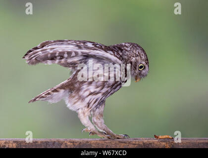 Kleine Eule und Grub Stockfoto