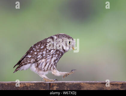 Kleine Eule marschieren auf Lichtstrahl Stockfoto