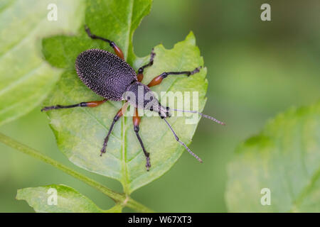 Dickmaulrüssler, Dickmaulrüßler, Dickmaul-Rüssler, Dickmaul-Rü SSler, Otiorhynchus cardiniger, Rüsselkäfer, Kroatien, Kroatien Stockfoto