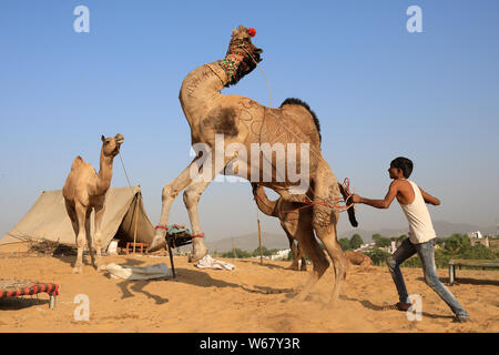 Gypsy herder Züge sein Kamel für die Show an der Pushkar Camel Fair, Rajasthan. Die Messe ist die größte Camel fair in Indien. Stockfoto