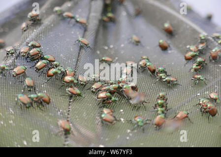 Popillia japonica oder Hitch Hiker, japanische Käfer auf Insektenfalle Stockfoto