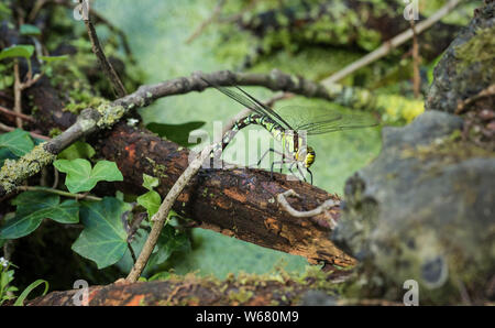 Eine weibliche Southern Hawker nieder, Eier zu legen (ovipositing) auf nassem Holz in der Nähe kaum bewegten Wasser und oft unter den Schutz der Vegetation. Stockfoto