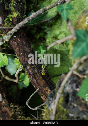 Eine weibliche Southern Hawker nieder, Eier zu legen (ovipositing) auf nassem Holz in der Nähe kaum bewegten Wasser und oft unter den Schutz der Vegetation. Stockfoto