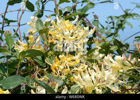 Wild honeysuckle Lonicera periclymenium Woodbine duftende wilde Pflanze gegen Ta blauer Himmel Stockfoto