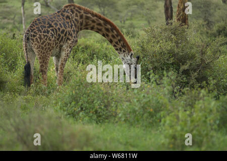 Giraffen grasen die Busch- und Sumpf - Land rund um Lake Ndutu Stockfoto