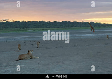 Juvenile Löwen spielerisch versucht, auf die Jagd nach eine Giraffe in der Kühle des Abends, während ihre Mutter sie aufpaßt Stockfoto