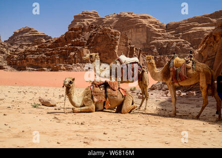 Kamele in der Wüste des Wadi Rum Naturschutzgebiet im südlichen Jordanien Stockfoto