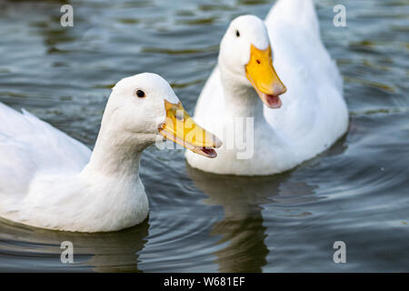 Pekin (Aylesbury) Enten auf einem See Stockfoto