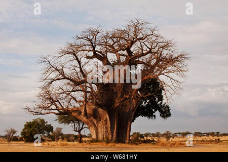 Dieses prächtige Baobab Baum ist einer der größten in Tansania und ein Meilenstein in der Selous Game Reserve. Die unverwechselbare "up-side-down"-Baum. Stockfoto