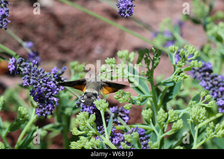 Flying kolibri hawk Moth, Kolibri hawk Moth (macroglossum stellatarum) unter Nektar von Lavendel Blume Stockfoto