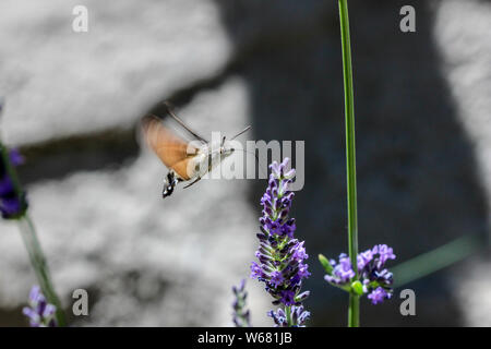 Flying kolibri hawk Moth, Kolibri hawk Moth (macroglossum stellatarum) unter Nektar von Lavendel Blume Stockfoto