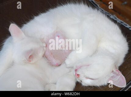 Eine weibliche Katze, kastriert vor einer Woche noch Milch produzieren und Krankenschwestern eine Ihrer Kätzchen in einem Stuhl Stockfoto
