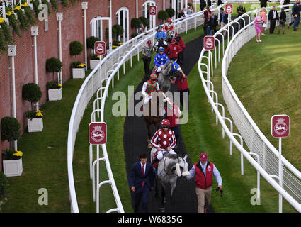 Goodwood Rennstrecke, Chichester, Großbritannien. Juli 31, 2019. Katar Goodwood Festival; Tag Zwei; Rennen 7 Die Quatar internationale Einsätze, Pferde sind weg vom Kurs führte nach dem Rennen Credit: Aktion plus Sport/Alamy leben Nachrichten Stockfoto