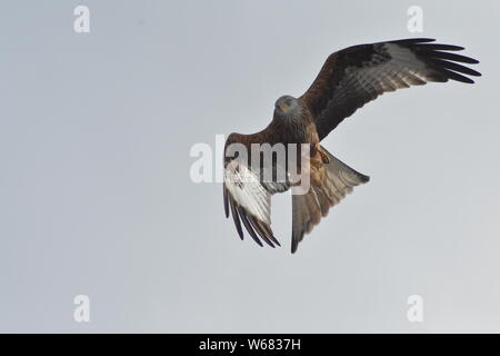 Red Kites in Llangefni Nant Yr Aran in der Nähe von Aberystwyth, Wales. Stockfoto