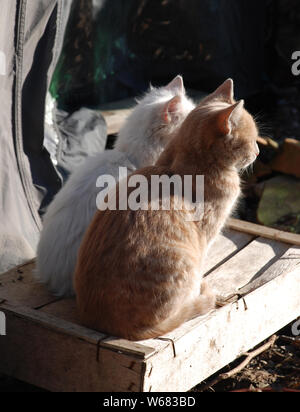 Ein Ingwertabby und ein weißes Kätzchen sitzen zusammen, beobachten und warten im Nordosten Italiens Stockfoto
