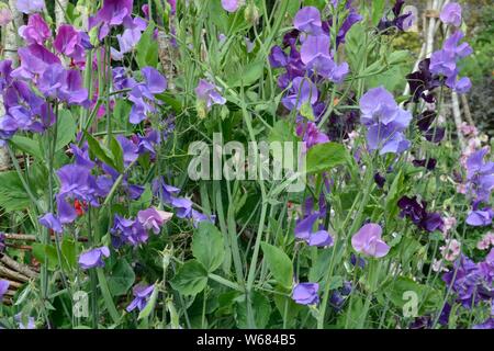 Lathyrus ododatus mighdnight blues Sweet pea Sweet pea Blumen großen Wachsartigen Blüten auf schlanken Sprossachsen Stockfoto