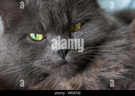 Kopf und Gesicht von Langhaarigen British Blue Cat Stockfoto