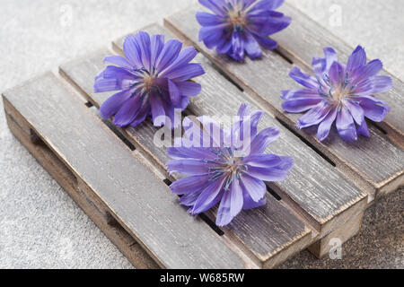 Blaue Wegwarte Blumen auf einem grauen Tabelle. Nahaufnahme Stockfoto