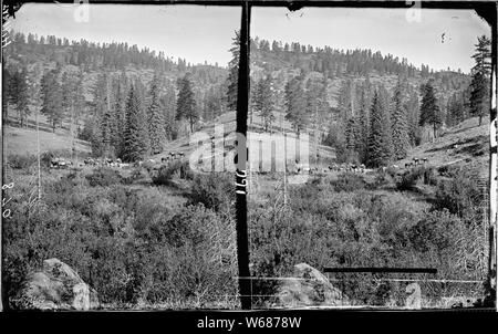 San Francisco Mountain region. Zeigen Charakter auf die Berge und das Hochplateau Regionen der Becken des Colorado. Hillers Foto. Dies zeigt wunderschöne, hohen Kiefern, etc., in der Mitte des Foto mit der Umfrage Party mit über 14 Pferde und Maultiere und etwa 11 Männer, möglicherweise auch einige Wagen teilweise durch Scheuerbürste verdeckt werden. Alte Nr. 489, 517, 870. Stockfoto