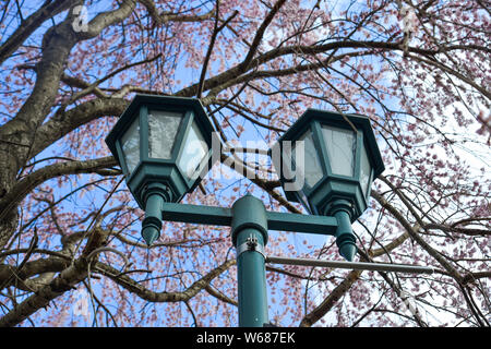 Vintage Street Lamp Post mit Kirschblüten in Kawaguchiko, Japan. Stockfoto