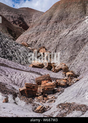 Versteinertes Holz entlang der blauen Wald Loop Trail, Petrified Forest National Park, Arizona. Stockfoto